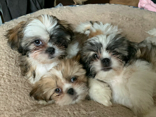 Sweet shih tzus4.jpg